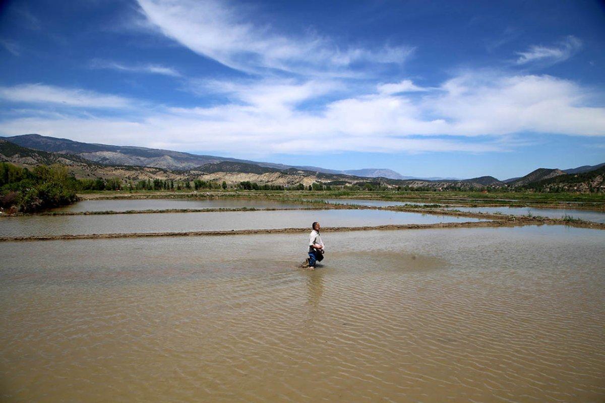 Tosya pirinci çok ünlü