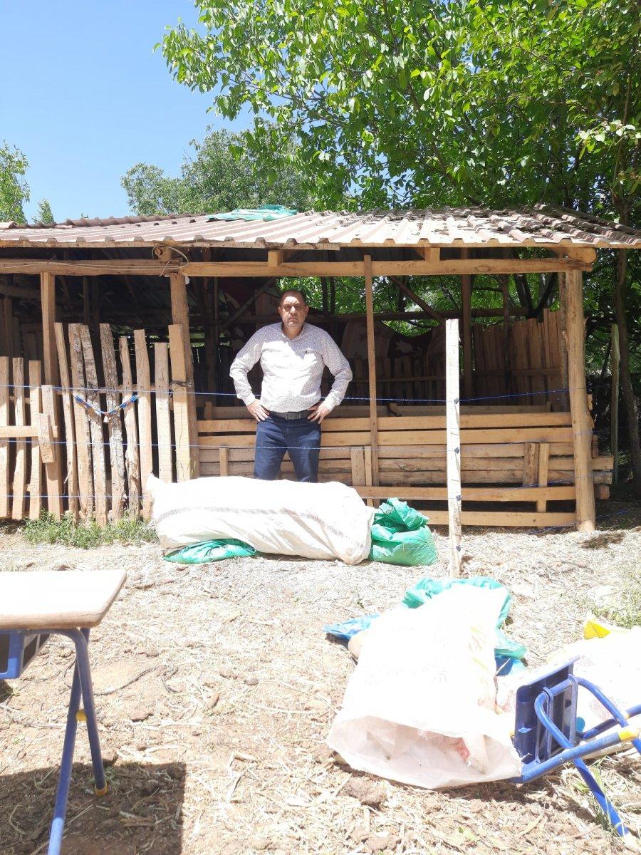 Denizli'de dağdan inen kurt, koyunları telef etti