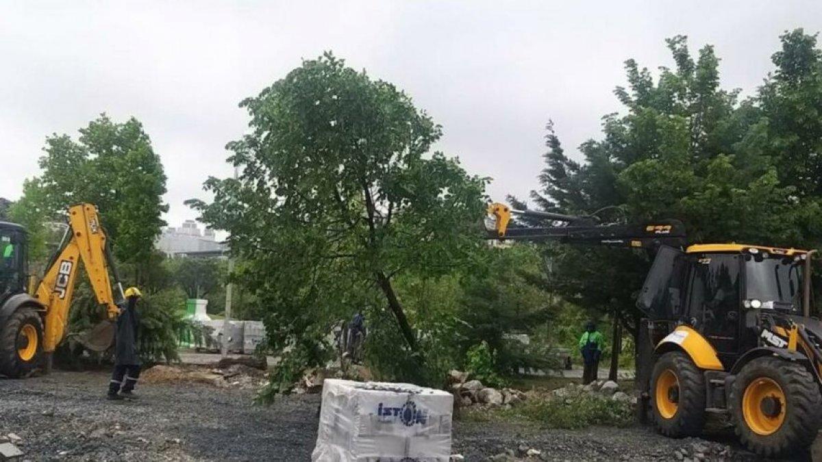 CHP'li Beylikdüzü Belediyesi ağaç katliamı yaptı