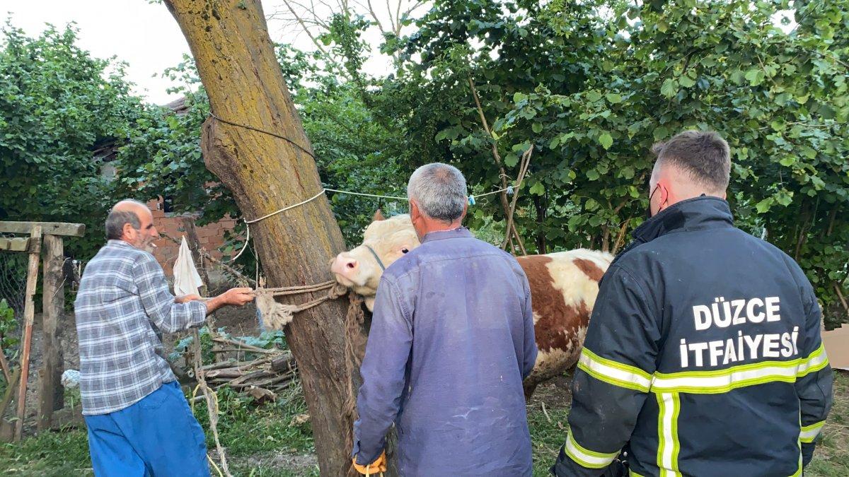 Düzce'de ineğin boynuna dolanan zincir çıkarıldı