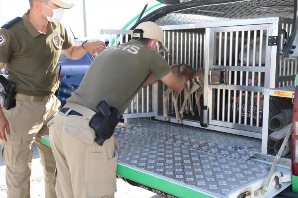 Konya'da durdurulan araçtan ceylan yavruları çıktı
