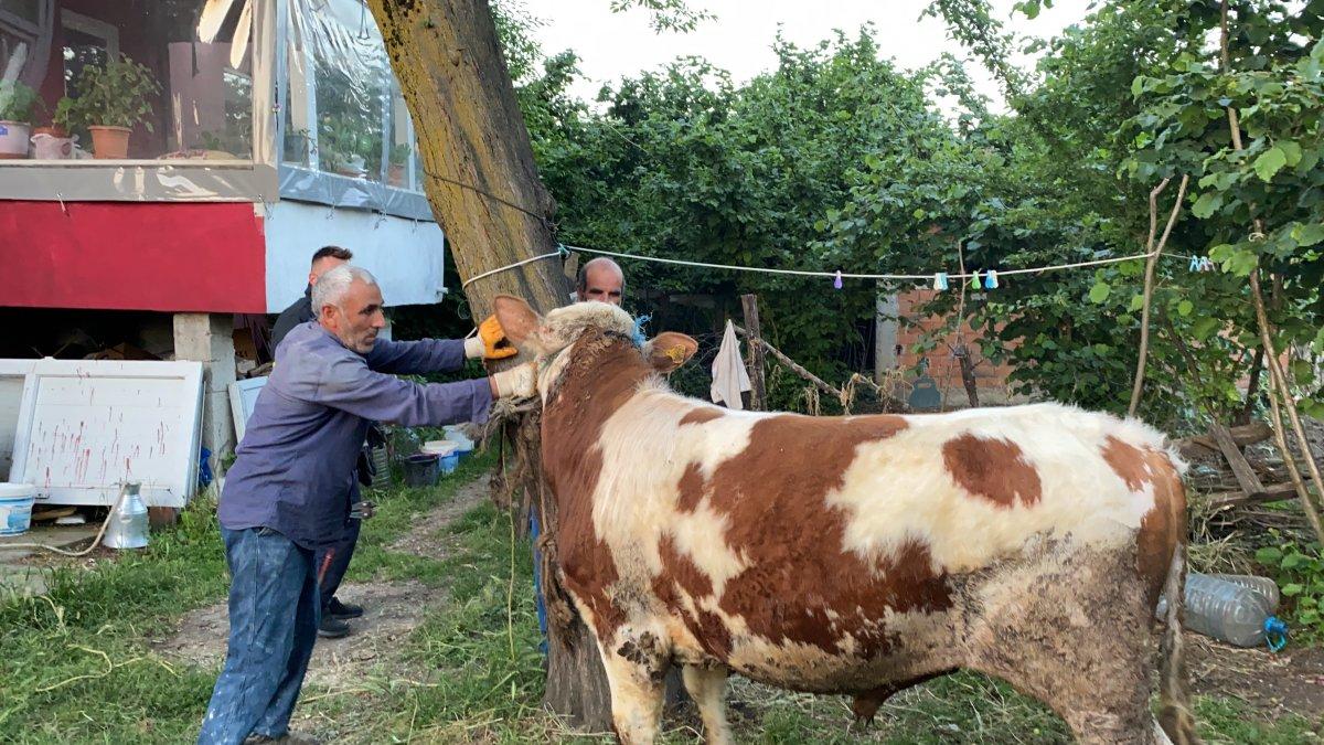 Düzce'de ineğin boynuna dolanan zincir çıkarıldı