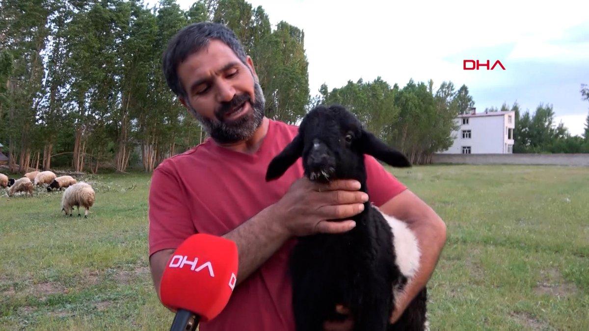 Van'da annesi ölen kuzuyu biberonla besliyorlar