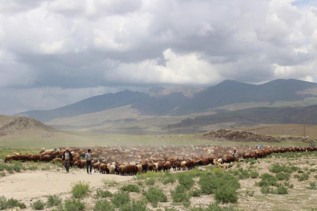 Iğdır'da besiciler yaylaların yolunu tuttu