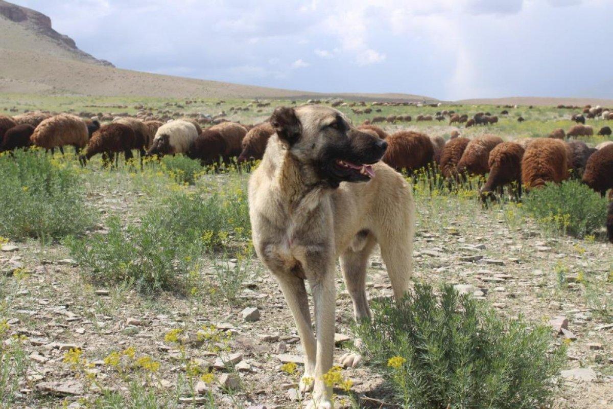 Iğdır'da besiciler yaylaların yolunu tuttu