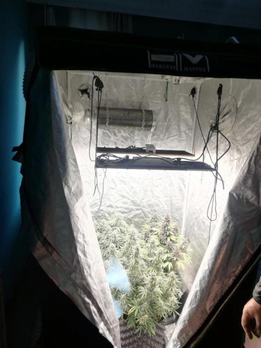 Balıkesir'de elbise kabininde kenevir yetiştirenlere baskın