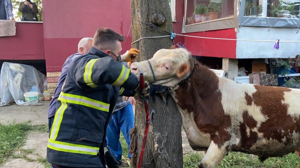 Düzce'de ineğin boynuna dolanan zincir çıkarıldı