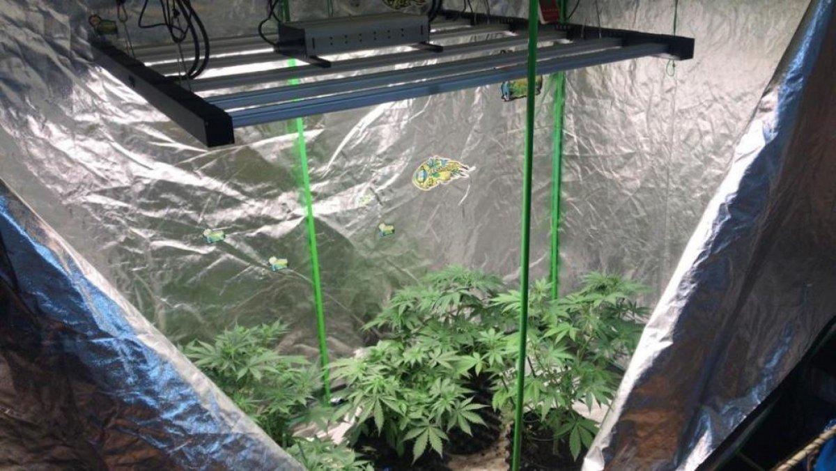 Balıkesir'de elbise kabininde kenevir yetiştirenlere baskın