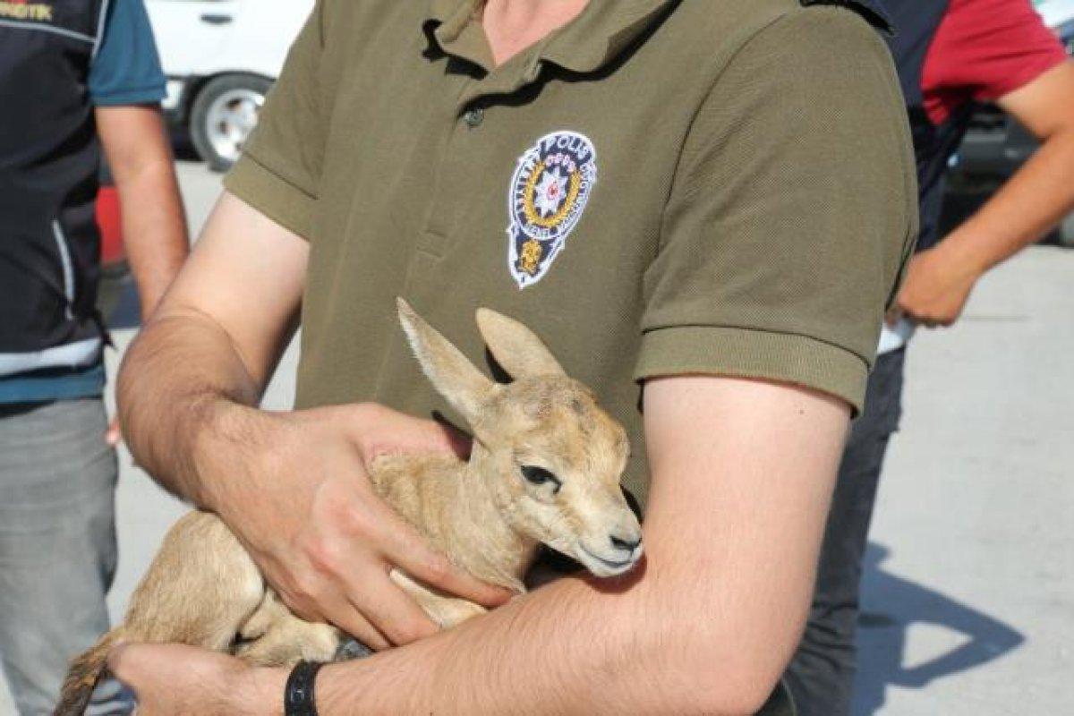 Konya'da durdurulan araçtan ceylan yavruları çıktı
