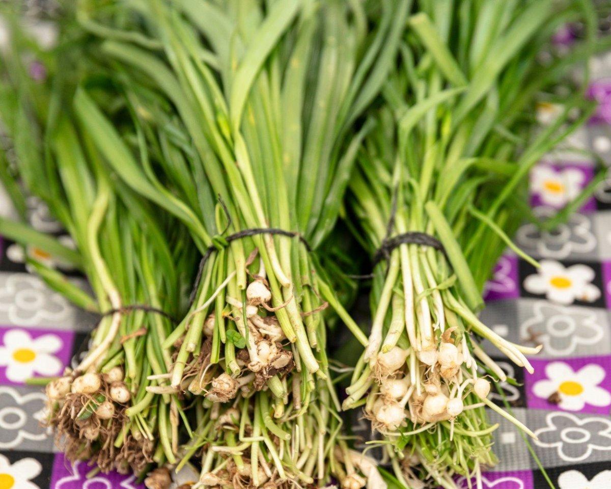 Ege'nin doğal antibiyotiği: Körmen otunun faydaları nelerdir?