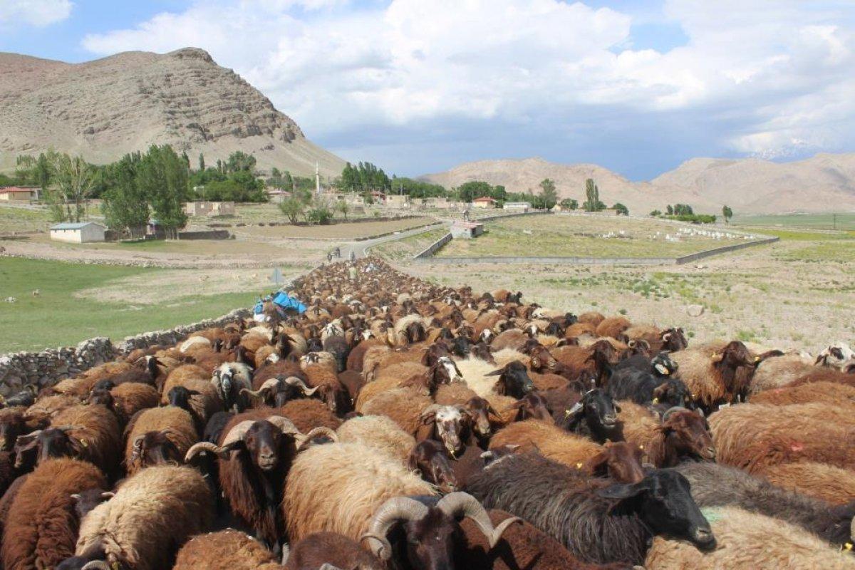 Iğdır'da besiciler yaylaların yolunu tuttu