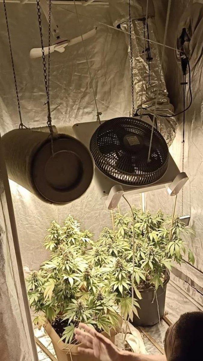 Balıkesir'de elbise kabininde kenevir yetiştirenlere baskın