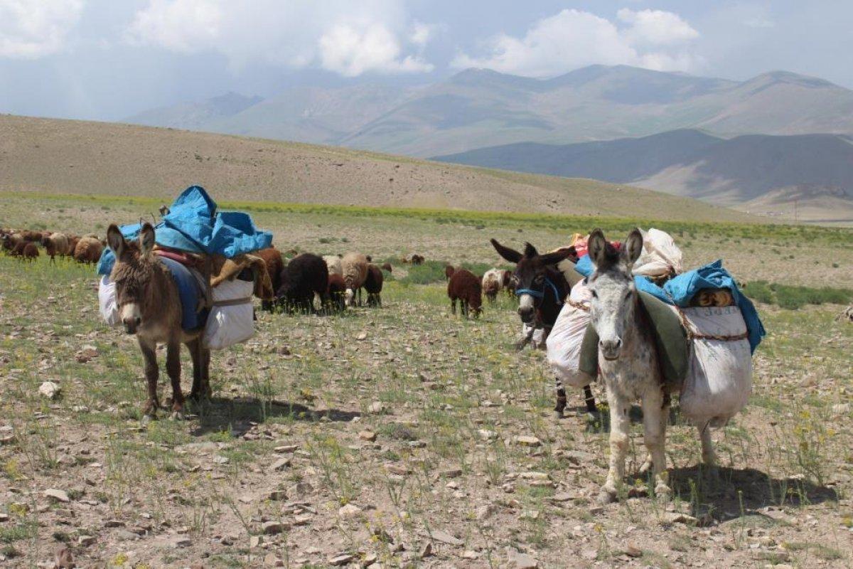 Iğdır'da besiciler yaylaların yolunu tuttu