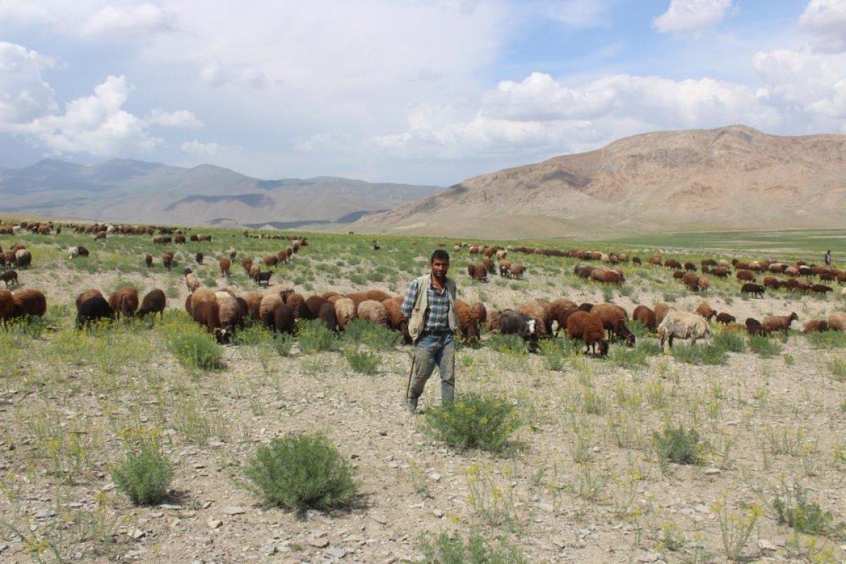 Iğdır'da besiciler yaylaların yolunu tuttu
