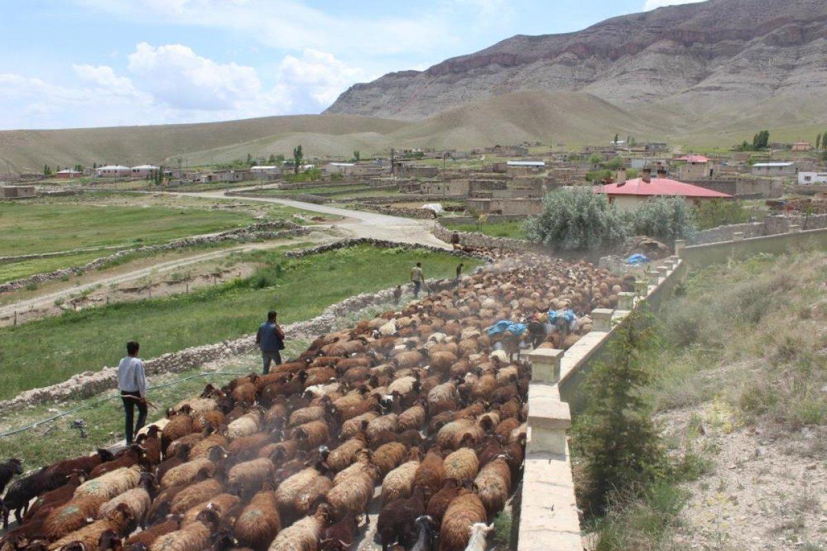 Iğdır'da besiciler yaylaların yolunu tuttu