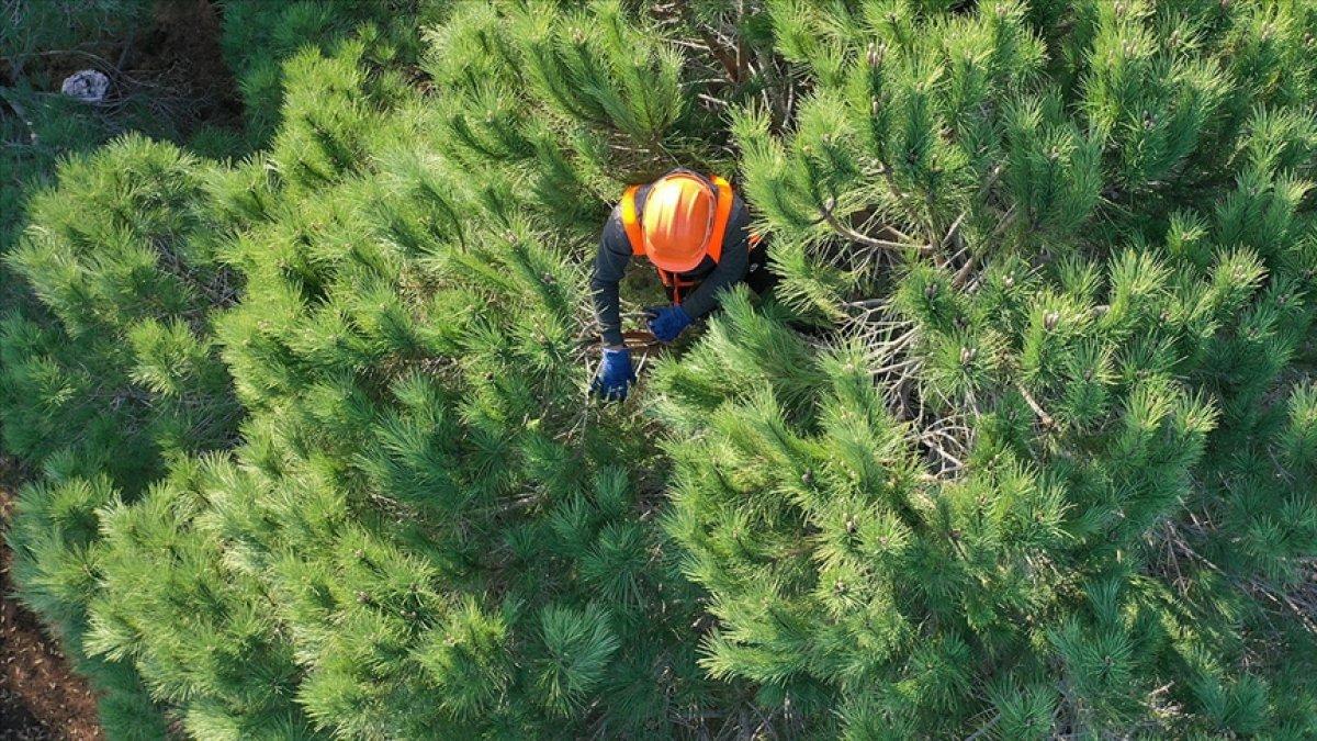 OGM 2 bin işçi alımı: Orman Genel Müdürlüğü iş başvurusu ve şartları 2021..