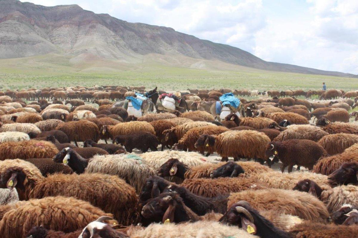 Iğdır'da besiciler yaylaların yolunu tuttu