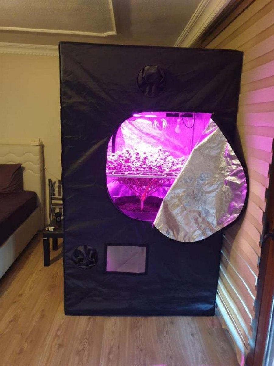 Balıkesir'de elbise kabininde kenevir yetiştirenlere baskın