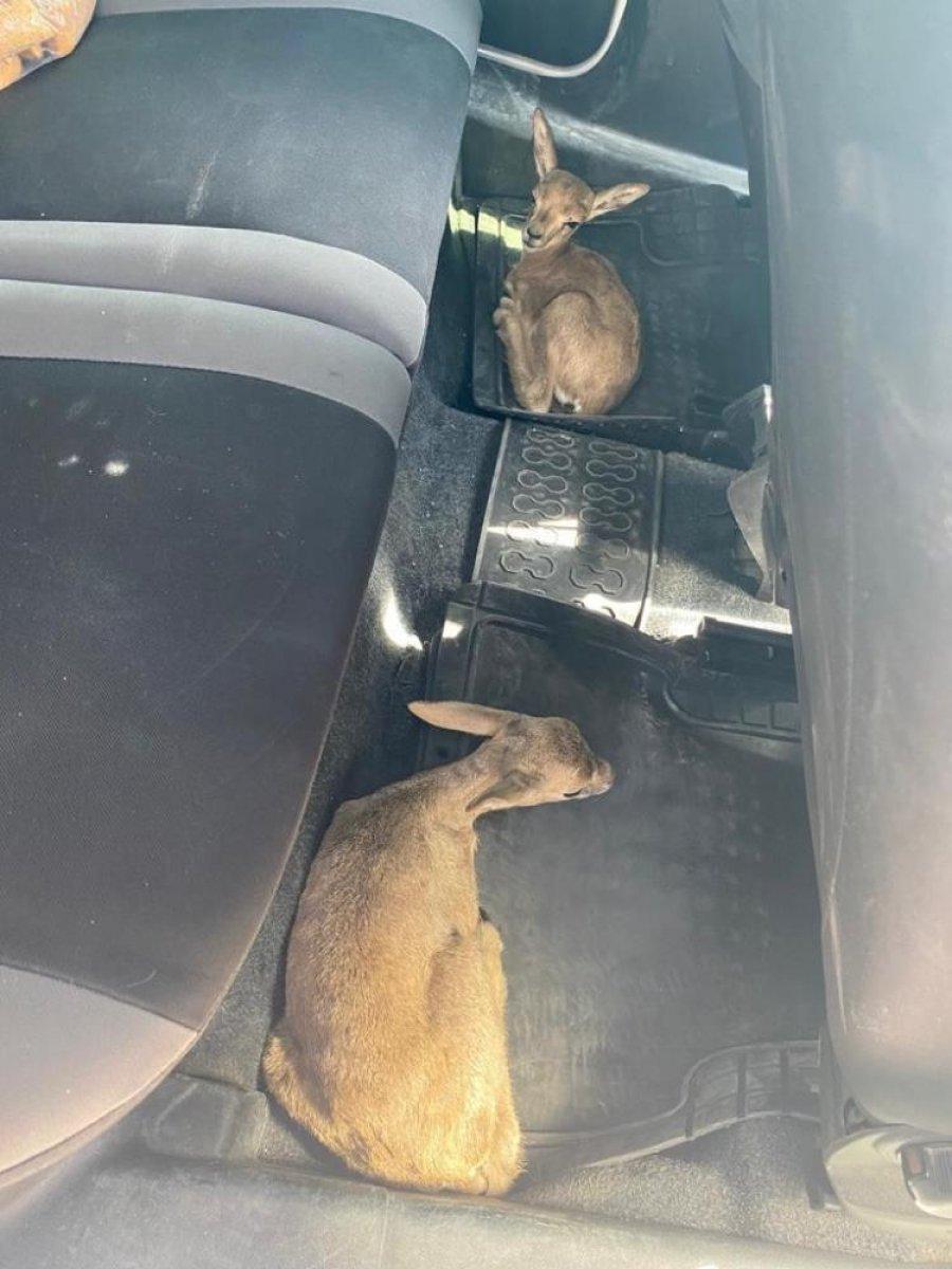 Konya'da durdurulan araçtan ceylan yavruları çıktı