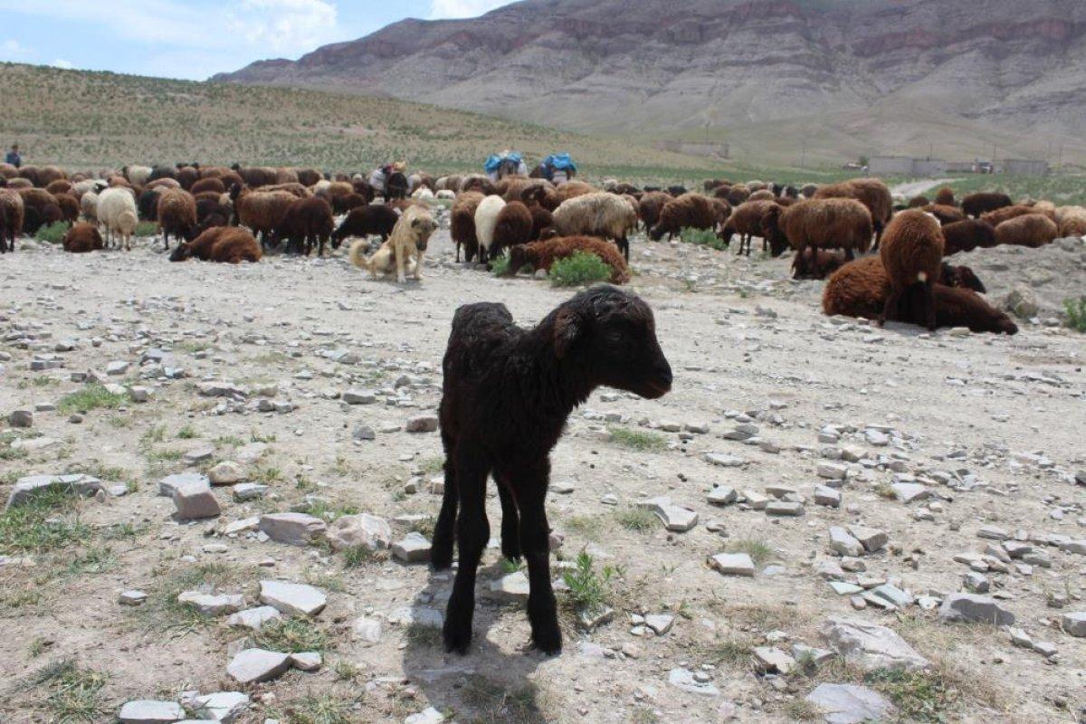 Iğdır'da besiciler yaylaların yolunu tuttu