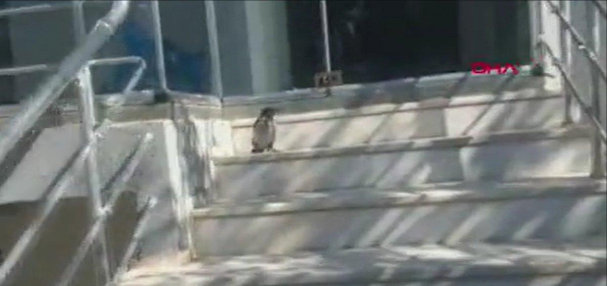 Erzincan’da eve girmek isterken kargalar saldırdı