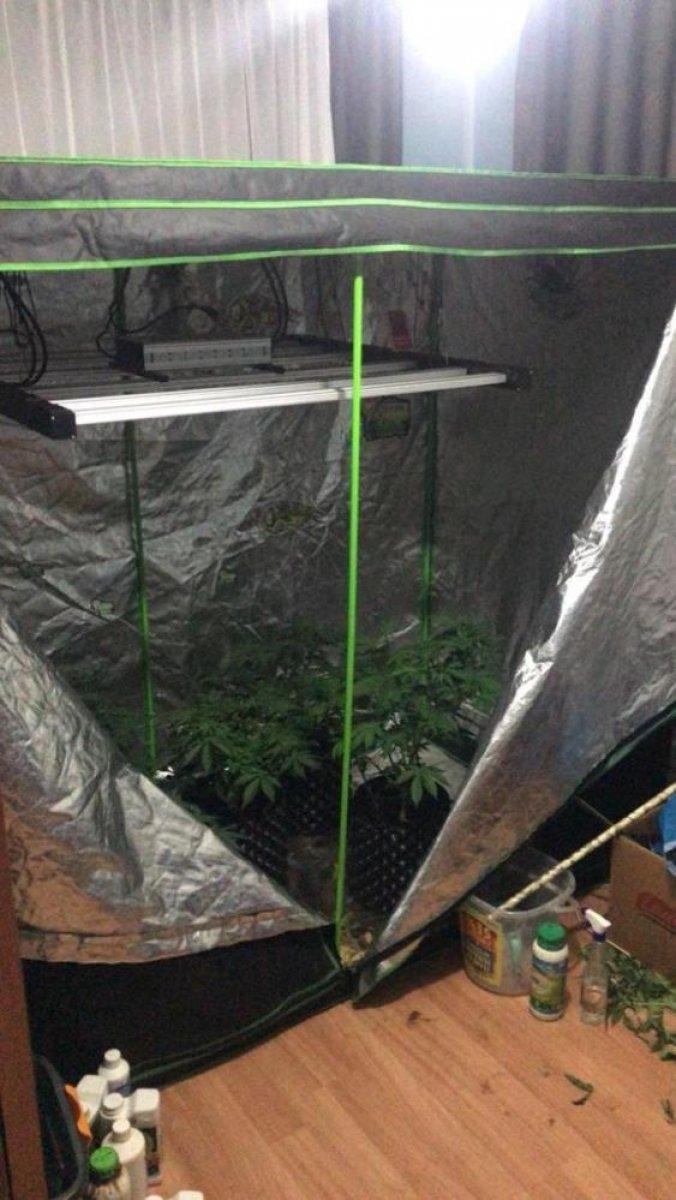 Balıkesir'de elbise kabininde kenevir yetiştirenlere baskın