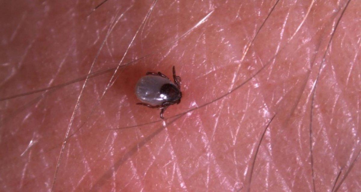 Keneden korunmak için 7 ipucu