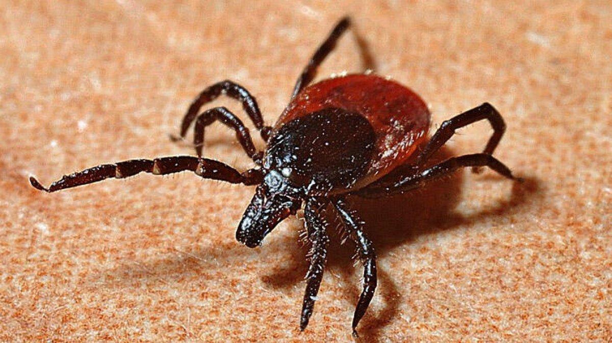 Keneden korunmak için 7 ipucu