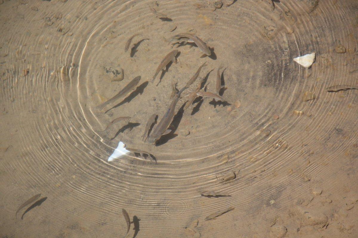 Sıcaklık nedeniyle kuruyan Oltu Çayı'na su takviyesi