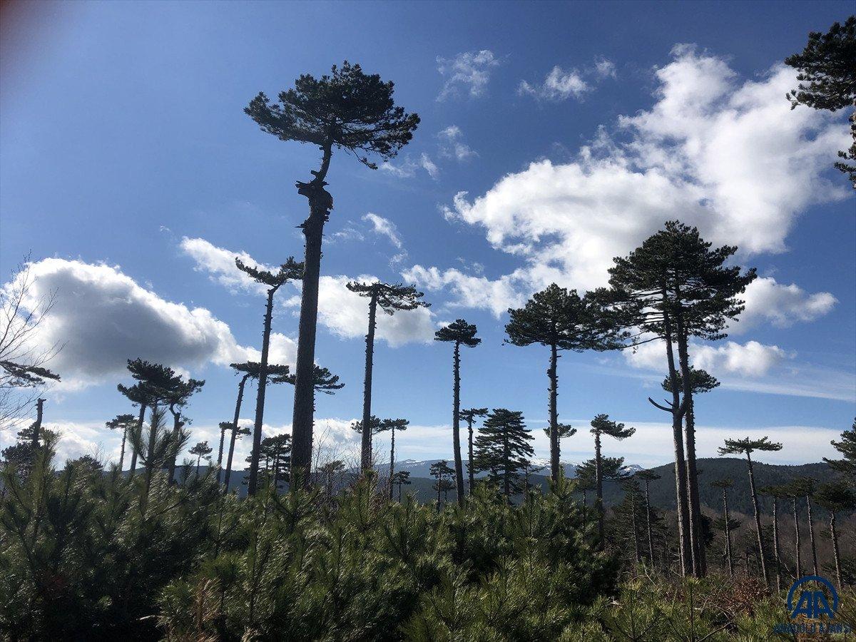 Kaz Dağları zengin bitki örtüsüyle görenleri büyülüyor