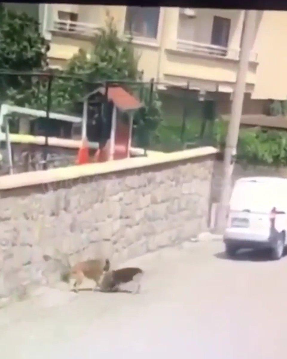 Gebze'de aracın köpeği ezdiği anlar