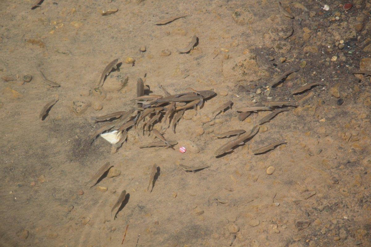 Sıcaklık nedeniyle kuruyan Oltu Çayı'na su takviyesi