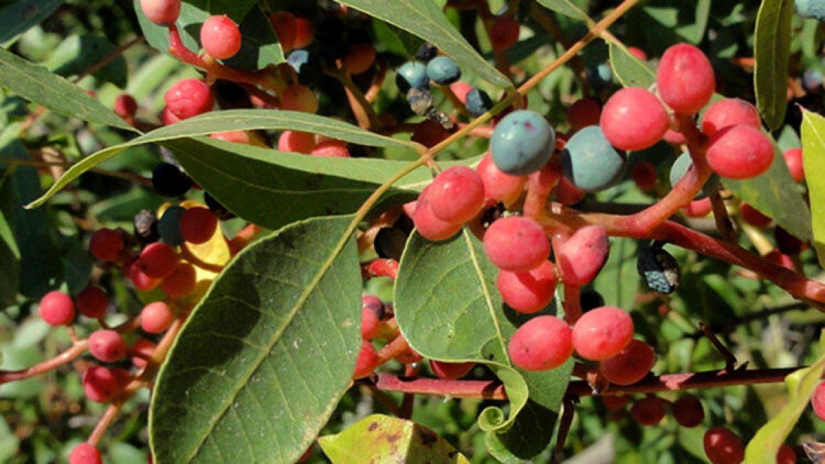 Öksürüğe, nefes darlığına ve kansere birebir: Menengiç nedir?