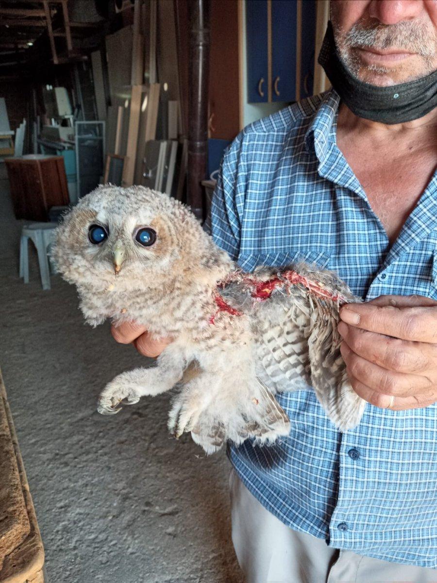 Manisa'da yaralı halde bulunan baykuş tedavi ettirildi
