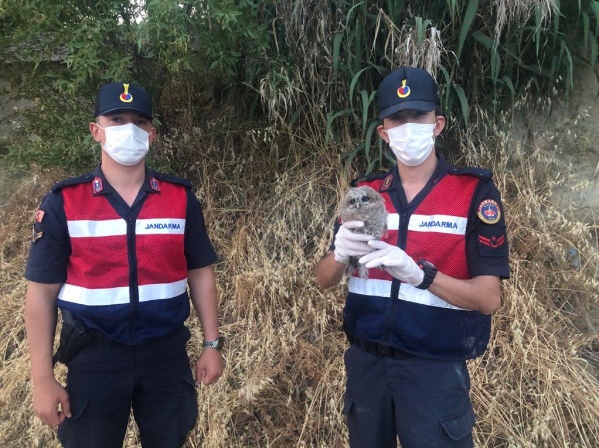 Manisa'da yaralı halde bulunan baykuş tedavi ettirildi