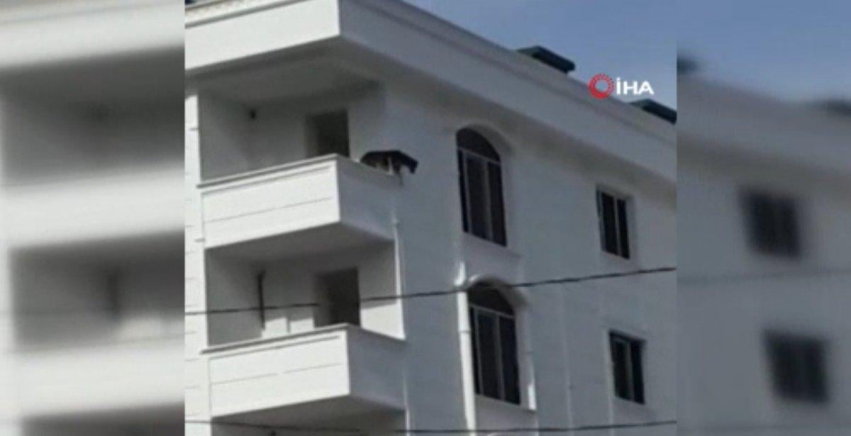Sultangazi’de köpek çıkış yolunu bulamadı, balkondan atladı