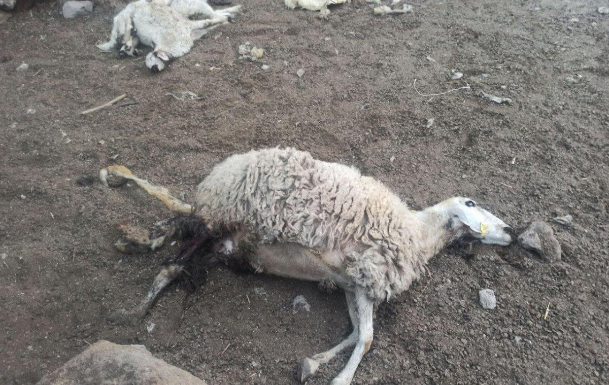 Aksaray'da ahıra giren kurt, 10 koyunu telef etti