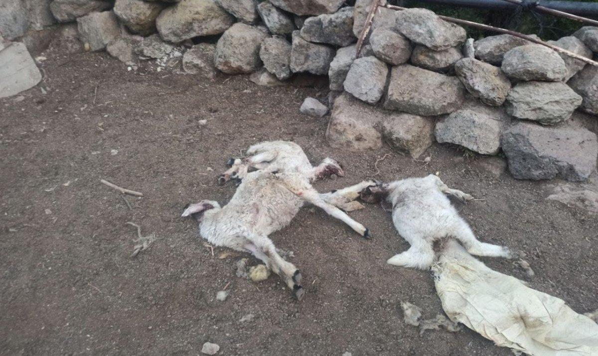 Aksaray'da ahıra giren kurt, 10 koyunu telef etti