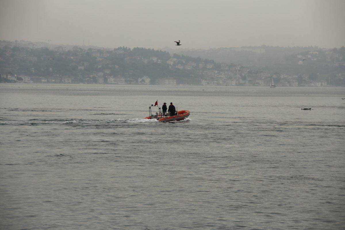 İstanbul Boğazı'nda, yağmurla birlikte yunus balıkları görüldü