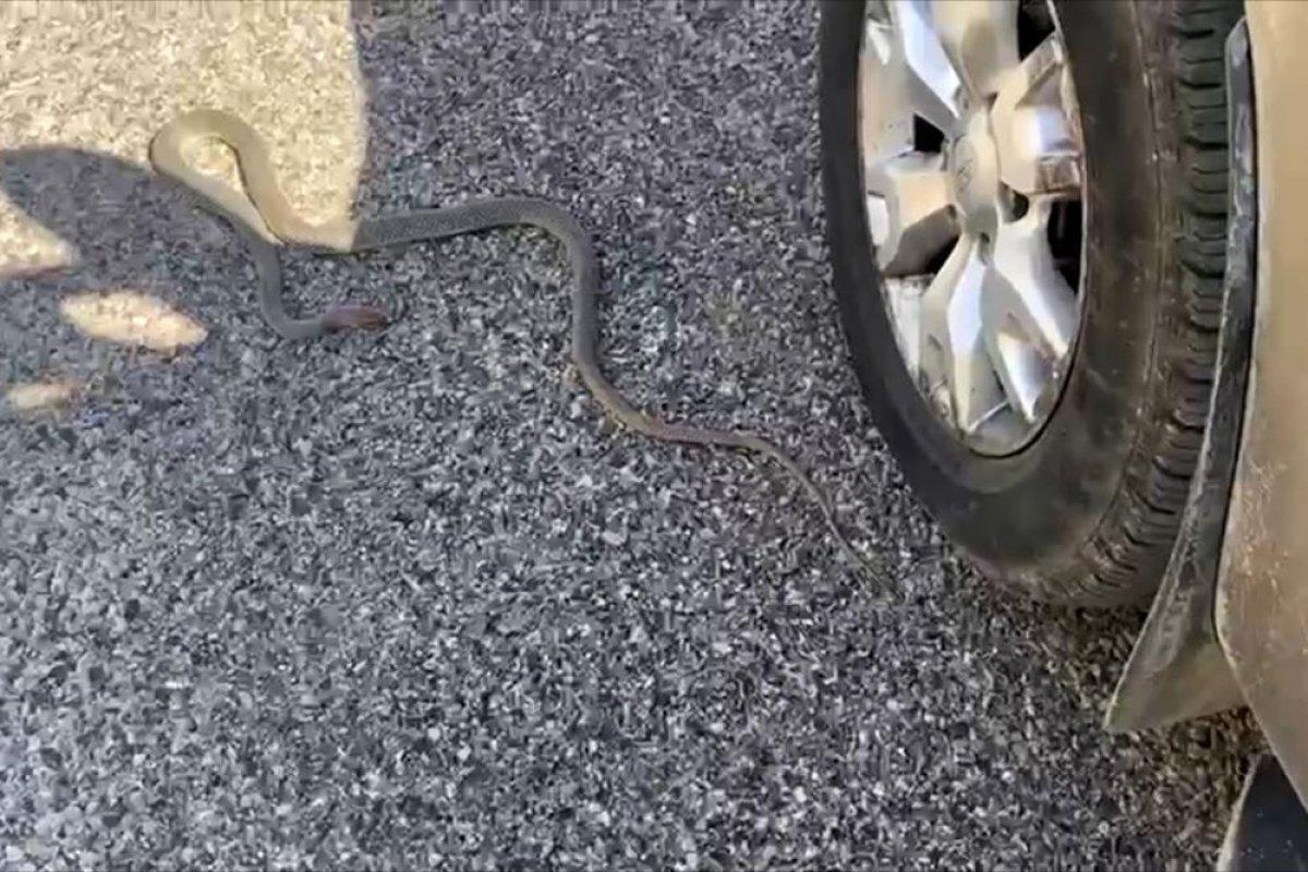 Gümüşhane'de yolda yatan yılanı ezmemek için uğraştı: Çık oradan