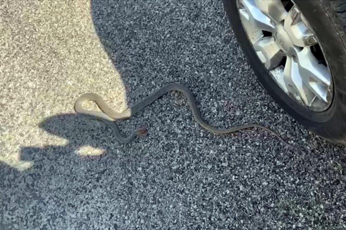 Gümüşhane'de yolda yatan yılanı ezmemek için uğraştı: Çık oradan