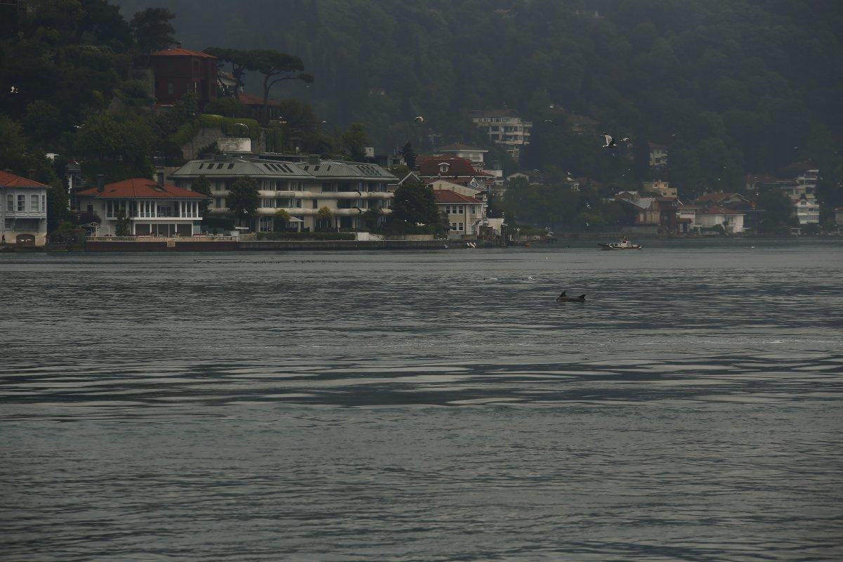 İstanbul Boğazı'nda, yağmurla birlikte yunus balıkları görüldü