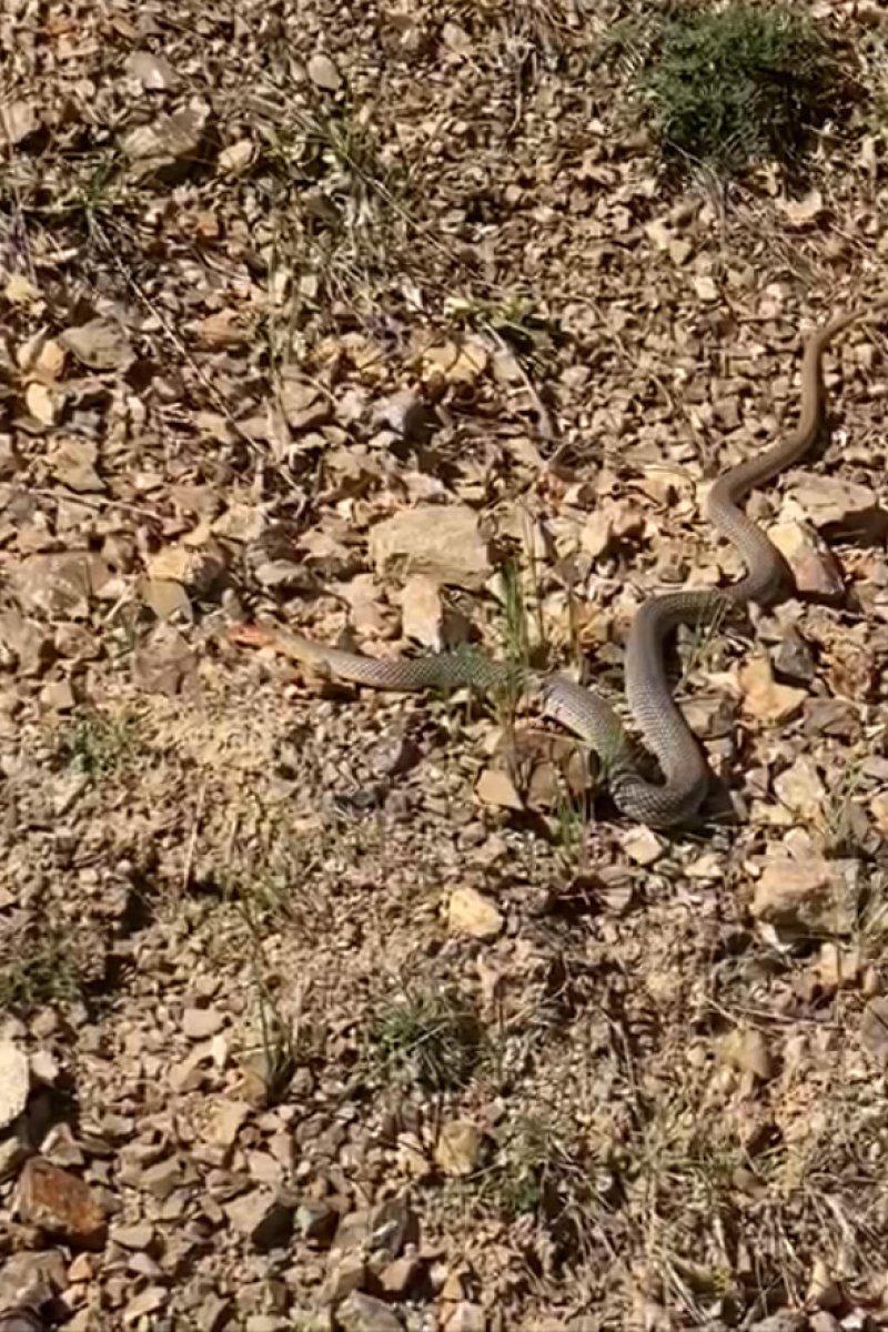 Gümüşhane'de yolda yatan yılanı ezmemek için uğraştı: Çık oradan