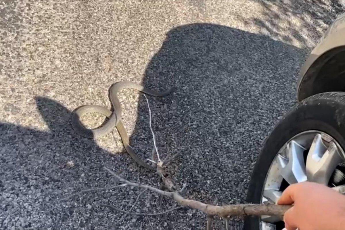 Gümüşhane'de yolda yatan yılanı ezmemek için uğraştı: Çık oradan