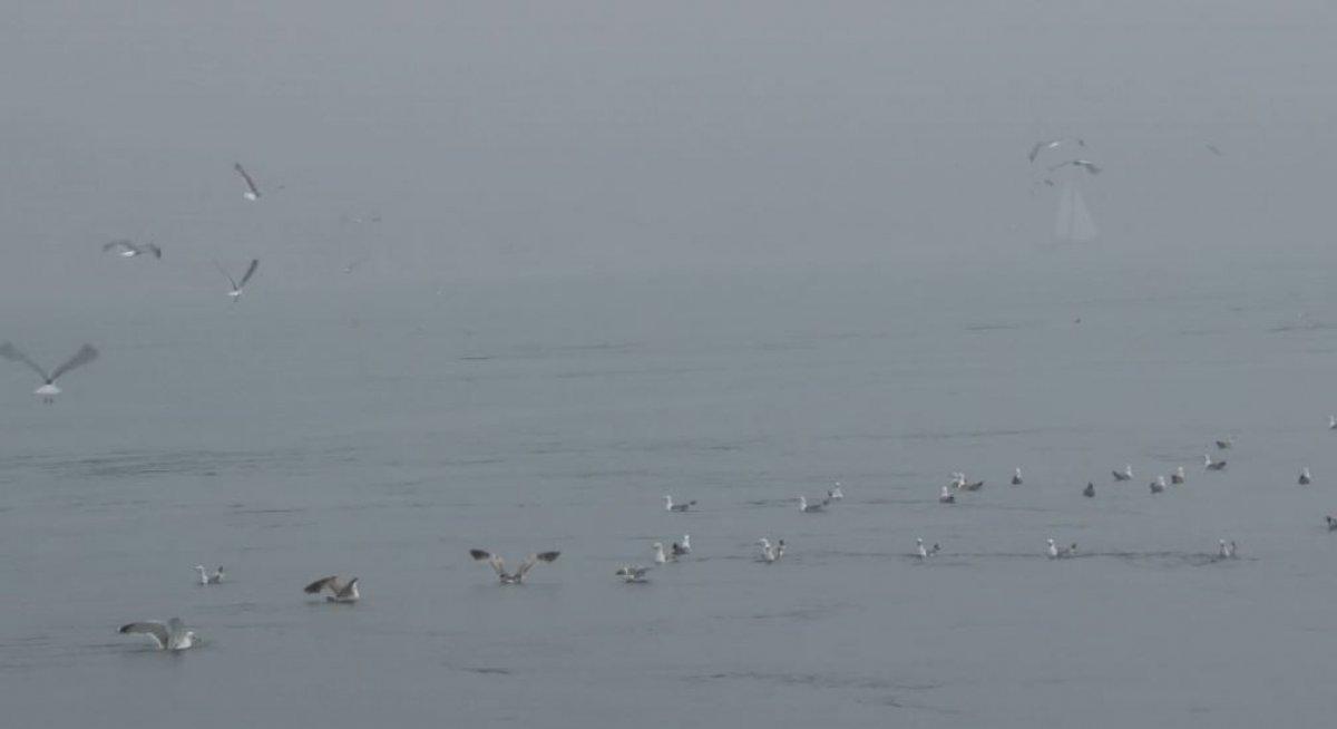 İstanbul Boğazı'nda, yağmurla birlikte yunus balıkları görüldü