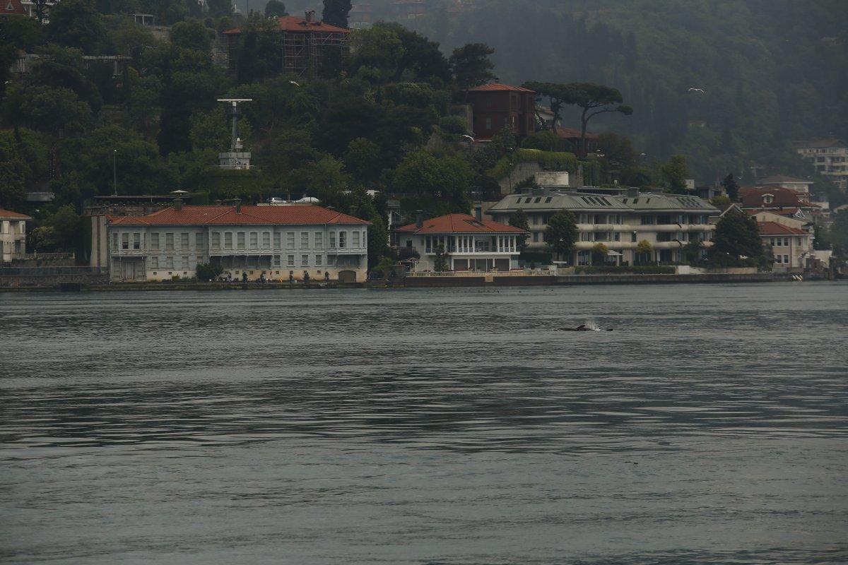 İstanbul Boğazı'nda, yağmurla birlikte yunus balıkları görüldü