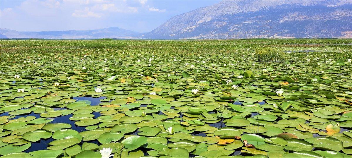 Çivril Işıklı Gölü'nde nilüfer şöleni