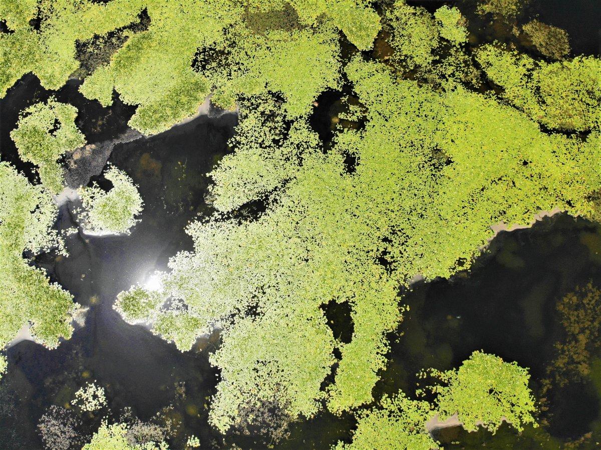 Çivril Işıklı Gölü'nde nilüfer şöleni