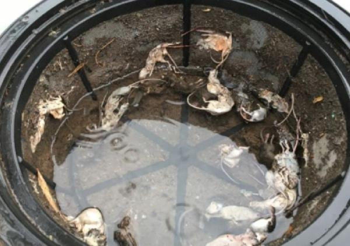 Avustralya fare istilası altında