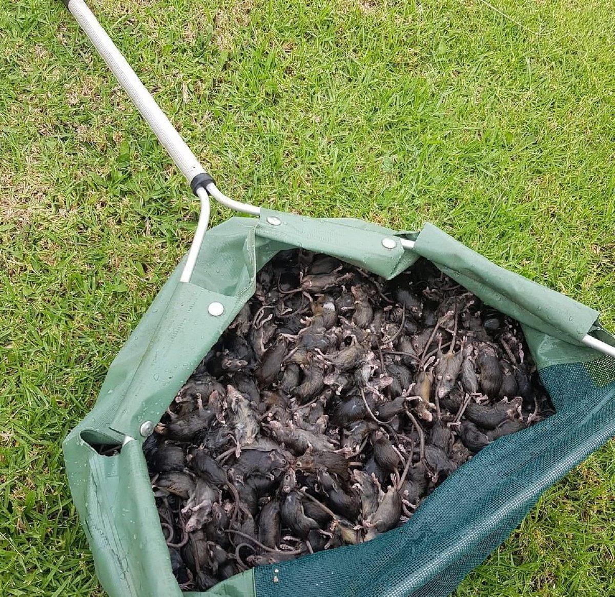 Avustralya fare istilası altında